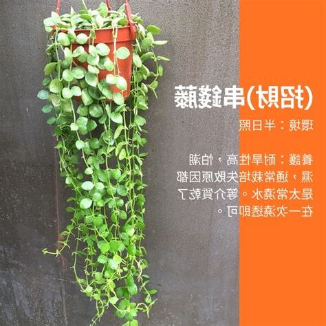 串錢藤 風水